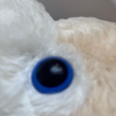 大きなモフっとオオカミの画像