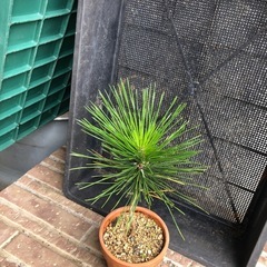 ミニ盆栽　黒松苗の画像