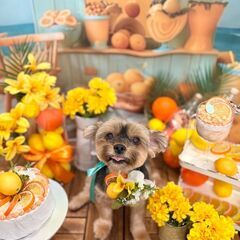 京都市伏見区【運転好き歓迎】/時給1150円以上/日中は警察署を巡って書類申請/運転メインのお仕事です/計５名大募集！の画像