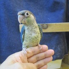 ウロコインコ　バイオレットブルーワキコガネ