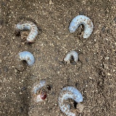 グラントシロカブト　幼虫6頭セットの画像