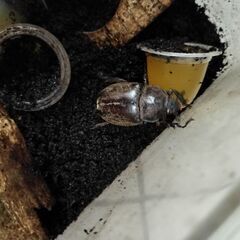 カブトムシ・コクワガタメスの画像