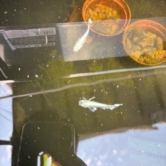 エメキン　稚魚の画像