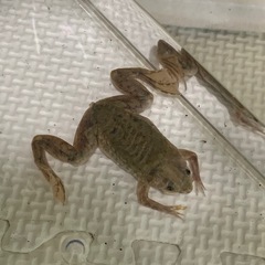 爬虫類・カエルが3,000円～SALE - 神戸市