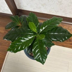 コーヒーの木の画像