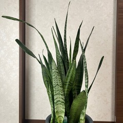 サンスベリアの画像