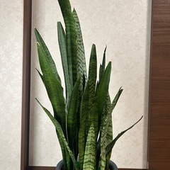 サンスベリアの画像
