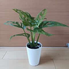 1000円 マドカズラ　観葉植物の画像