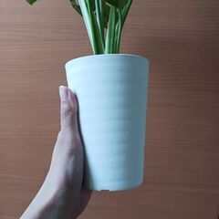 1000円 マドカズラ　観葉植物の画像