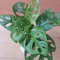 1000円 マドカズラ　観葉植物の画像