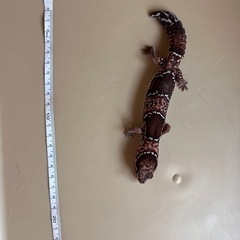 ニシアフリカトカゲモドキ