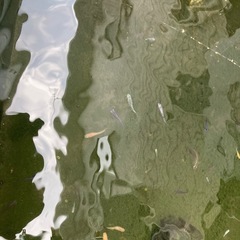 ミックスメダカ　1匹50円　の画像