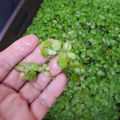 メダカ卵と浮き草の画像