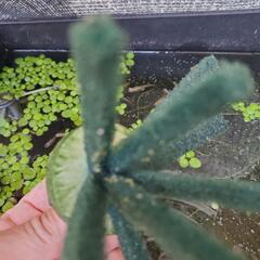 メダカ卵と浮き草の画像