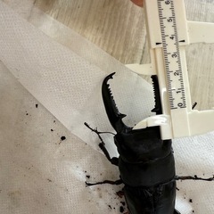パラワンオオヒラタクワガタ ペアの画像