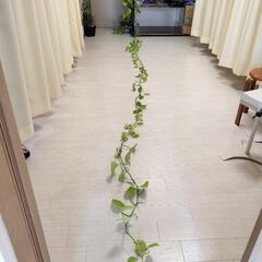 ポトス ライム 約5メートル /観葉植物 水槽 アクアリウム 熱帯魚 水草 テラリウムの画像