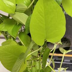 ポトス ライム 約5メートル /観葉植物 水槽 アクアリウム 熱帯魚 水草 テラリウムの画像