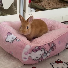｢1歳未満｣ネザーランドドワーフうさぎさん🐰