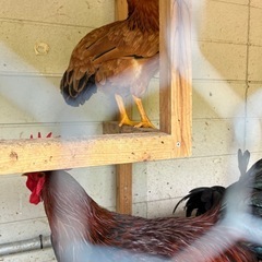 早い優先！1歳未満🐓天草大王オス3、メス3の画像