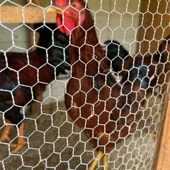 早い優先！1歳未満🐓天草大王オス3、メス3の画像