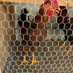 早い優先！1歳未満🐓天草大王オス3、メス3の画像