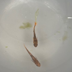 めだか（茶トラ）　1PAの画像