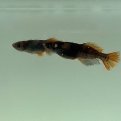 めだか（茶トラ）　1PAの画像