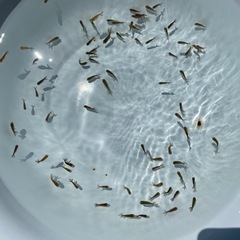 （2516）宇野系黒仔25匹セット  色変わり中！   約1.5cm〜2.2cm　  の画像