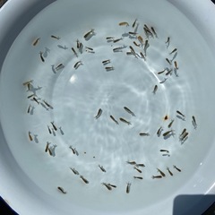 （2516）宇野系黒仔25匹セット  色変わり中！   約1.5cm〜2.2cm　  の画像