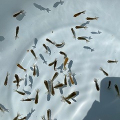 （2516）宇野系黒仔25匹セット  色変わり中！   約1.5cm〜2.2cm　  の画像