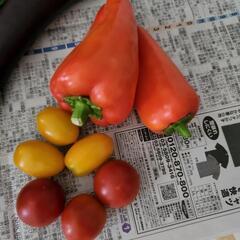 夏野菜の画像