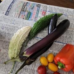 夏野菜の画像