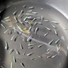 みゆきフルボディメダカの稚魚・10匹+α2の画像