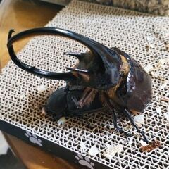 1セット限定　ネプチューンオオカブト2令初期幼虫4頭セットCBF1の画像