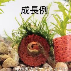 ウィローモス　ろ材巻き付け　1個、の画像