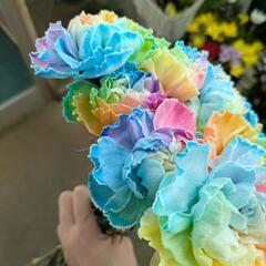 カーネーションレインボー　20本の画像