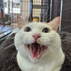 成猫の里親募集中