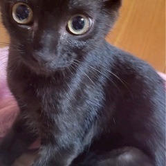 黒猫男の子