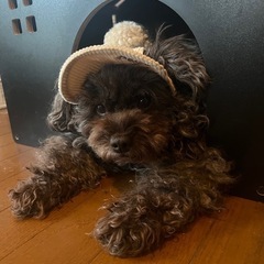 自宅で出来る！編子さん（編物?）縫子さん（洋裁）大募集❣️の画像