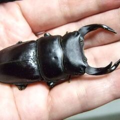 三重県産オオクワガタ F1 ♂68.3ミリ ♀45ミリ ペアの画像