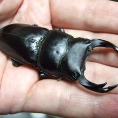 三重県産オオクワガタ F1 ♂68.3ミリ ♀45ミリ ペアの画像