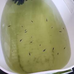 ゴジラメダカ幼魚5匹の画像