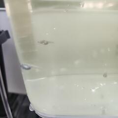 ゴジラメダカ幼魚5匹の画像
