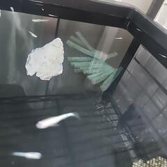 天女の舞白幹之幼魚5匹の画像