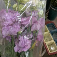 トルコギキョウ八重　生花10本の画像