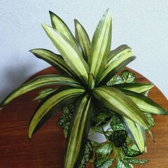 観葉植物　フェイクグリーンの画像
