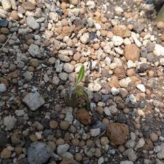 塊根植物　パキポディウム④の画像