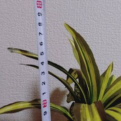 観葉植物　フェイクグリーンの画像