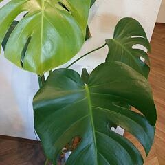 観葉植物(モンステラ）の画像