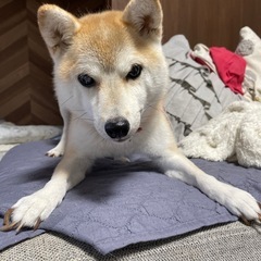 糖尿病です。